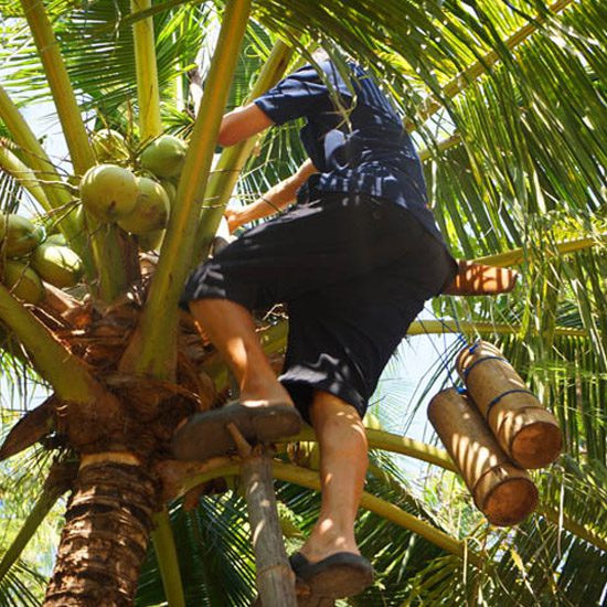 Coconut Sap Harvest